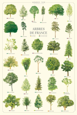 Affiche 40 x 60 cm - Arbres de France