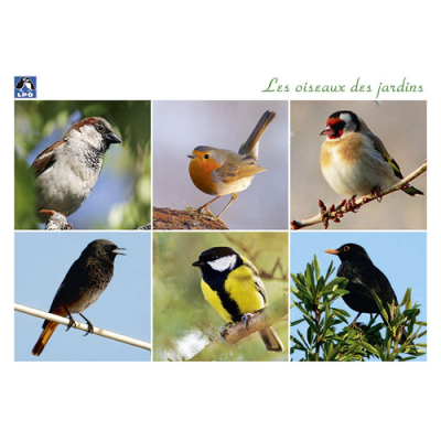 Cartes postales Oiseaux de chez nous