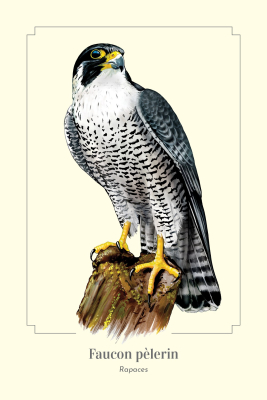 Carte postale simple 10 x 15 cm - Faucon pèlerin