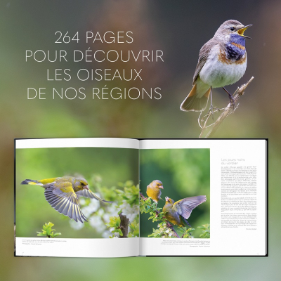 Extraordinaires oiseaux