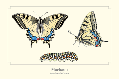 Carte Postale simple 10 X 15 cm Machaon