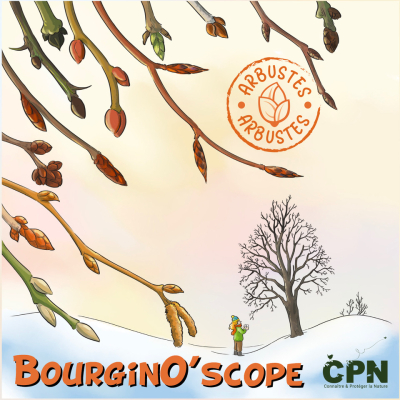 BourginO’scope, Arbustes