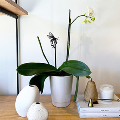 Tuteur de plante Abeille domestique