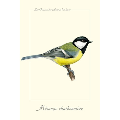 Carte Postale simple 10 x 15 cm Mésange charbonnière