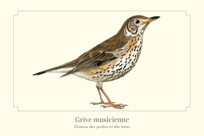 Carte Postale simple 10 x 15 cm Grive musicienne