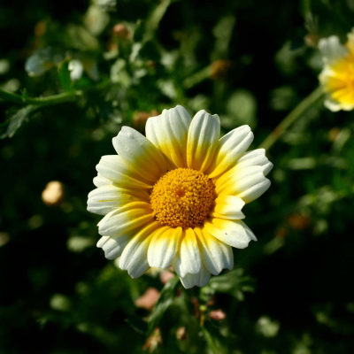 Graines Bio Chrysanthème comestible