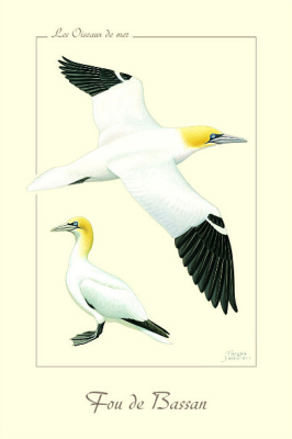 Carte Postale simple 10 x 15 cm - Fou de Bassan