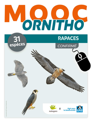 MOOC Ornitho - Rapaces