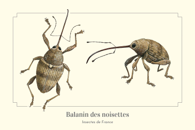 Carte postale naturaliste - Balanin des noisettes