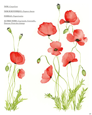 Aquarelle Fleurs des champs