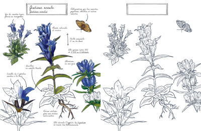Mon carnet naturaliste à colorier - Fleurs