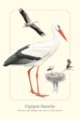 Carte Postale simple 10 X 15 cm Cigogne blanche