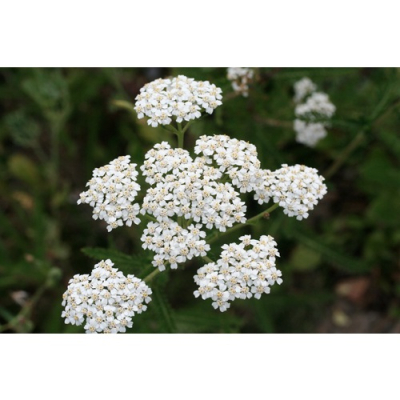 Graines Bio Achillée Millefeuille