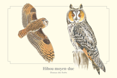 Carte Postale simple 10 X 15 cm Hibou moyen-duc