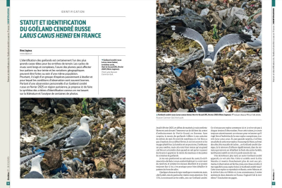 Ornithos n°171 - 2ème trim. 2025