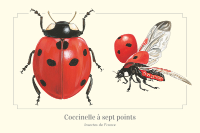 Carte Postale simple 10 X 15 cm Coccinelle à 7 points