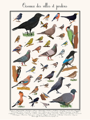 Affiche Oiseaux des villes et jardins, 30 x 40 cm