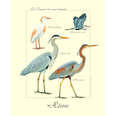 Affiche naturaliste, Hérons