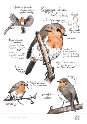 Carte naturaliste LPO 15 x 21 cm - Rougegorge familier