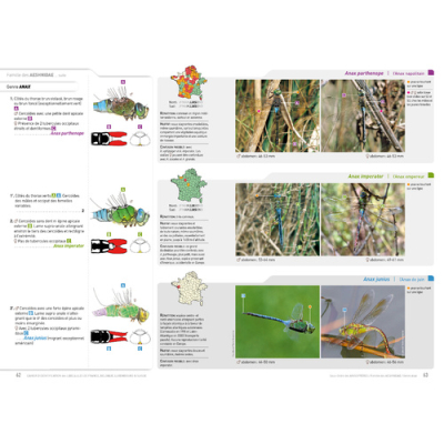 Cahier d'identification des libellules, nouvelle édition