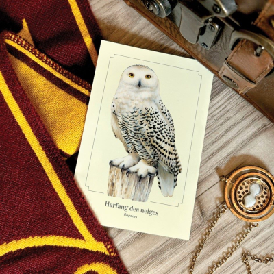Carte postale simple 10 x 15 cm - Harfang des neiges