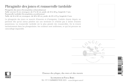 Carte postale naturaliste - Phragmite des joncs et Rousserolle turdoïde
