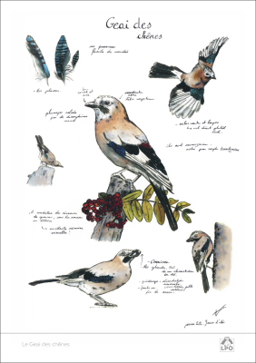 Carte naturaliste LPO 15 x 21 cm - Geai des chênes