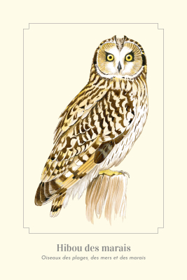 Carte postale simple 10 x 15 cm - Hibou des marais