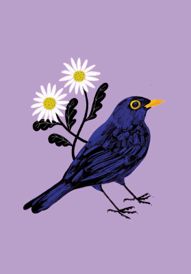 Carte postale Merle noir - Nature sonore