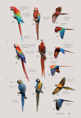 Guide expert des oiseaux de Guyane