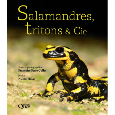 Salamandres, tritons et compagnie