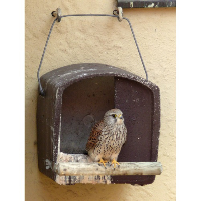 Nichoir Schwegler N°28 Faucon crécerelle