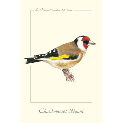 Carte Postale simple 10 x 15 cm Chardonneret élégant