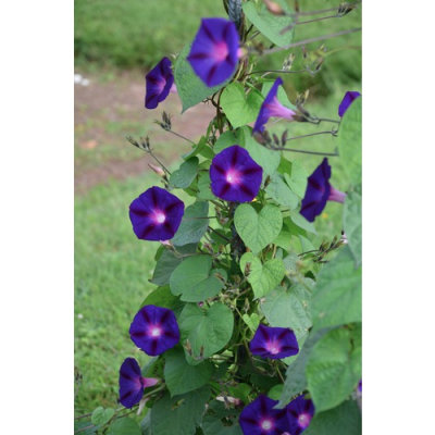 Graines Bio Ipomée Pourpre