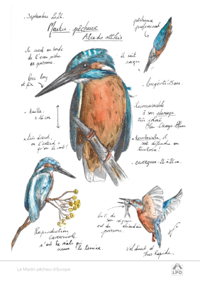 Carte naturaliste LPO 15 x 21 cm - Martin pêcheur d'Europe