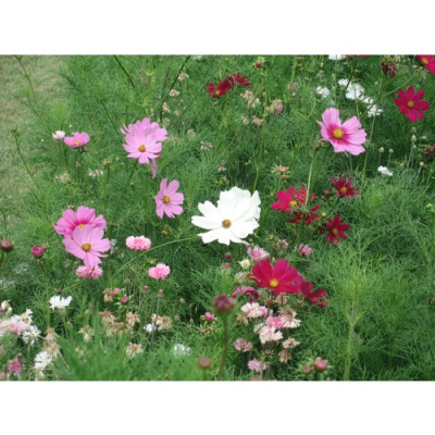 Graines Bio Cosmos Sensation varié