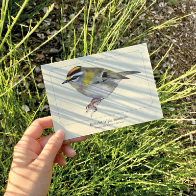 Carte postale naturaliste - Roitelet triple bandeau