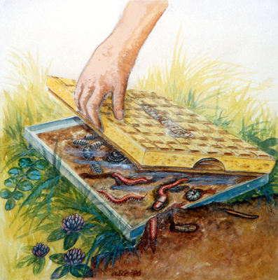 Dalle amovible pour l'observation des insectes Schwegler