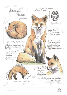 Carte naturaliste LPO 15 x 21 cm - Renard roux