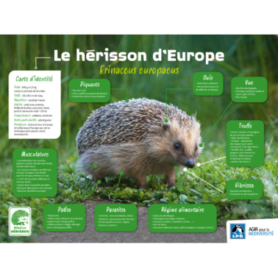 Kit pédagogique Connaître le hérisson