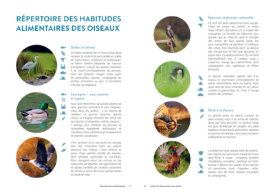 Inviter les oiseaux dans votre jardin