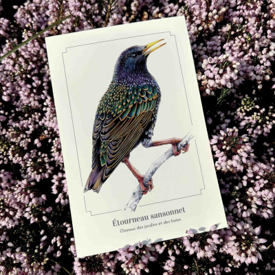 Carte postale naturaliste - Étourneau sansonnet