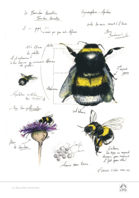 Carte naturaliste LPO 15 x 21 cm - Bourdon terrestre