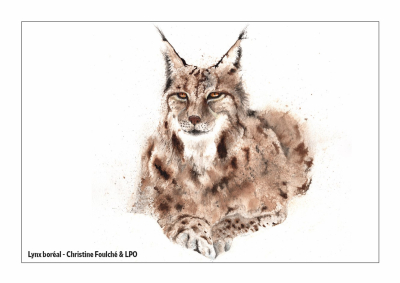 Carte postale LPO 10 x 15 cm - Lynx boréal