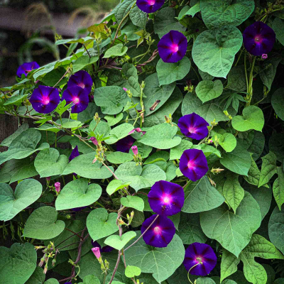Graines Bio Ipomée Pourpre