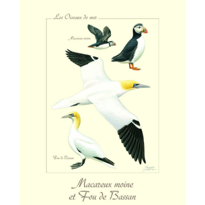 Affiche naturaliste, Macareux moine et Fou de Bassan
