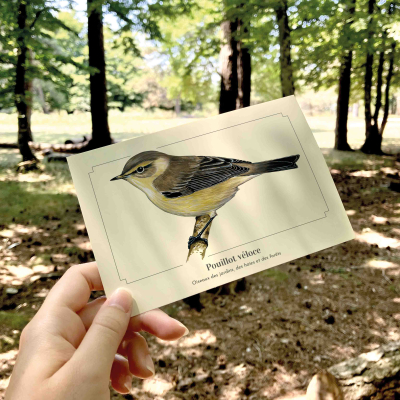Carte postale naturaliste - Pouillot véloce