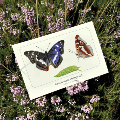 Carte postale naturaliste - Grand mars changeant