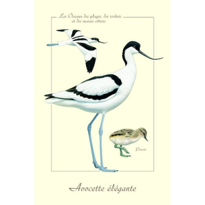 Carte Postale simple 10 X 15 cm Avocette élégante