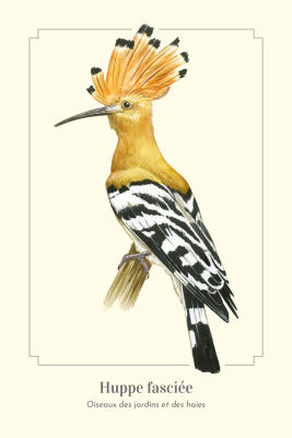 Carte Postale simple 10 x 15 cm Huppe fasciée